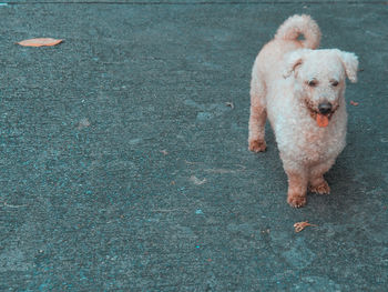 High angle view of dog on road