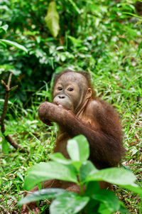 Monkey on grass