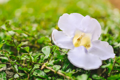 Close-up of fresh white flower blooming in nature