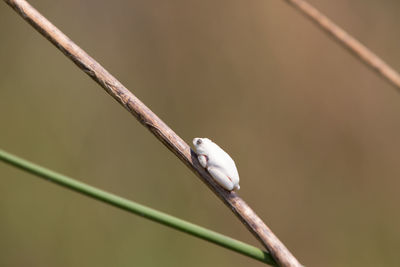 Close-up of bird perching on branch