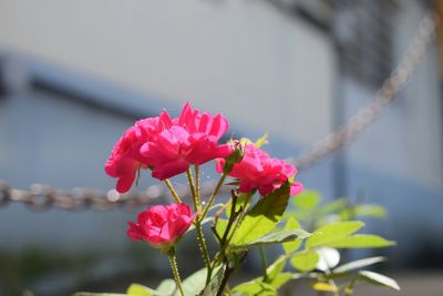 Close-up of pink flowers