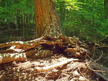 Close-up of tree trunk in forest