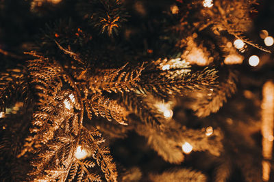 Festive background with beautiful golden bokeh lights, christmas tree fir branches, new year winter 