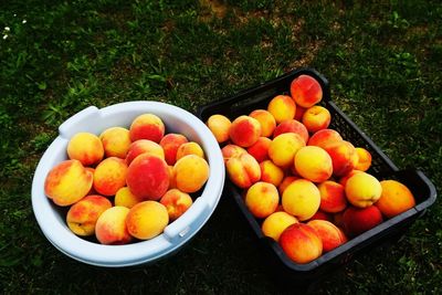 High angle view of peaches in containers on field