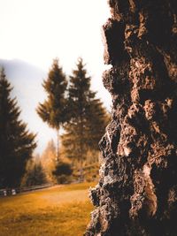 View of pine tree in snow