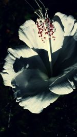 Close-up of flower blooming outdoors