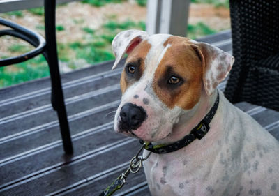 Close-up portrait of stafford dog