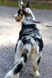 Pembroke welsh corgi 