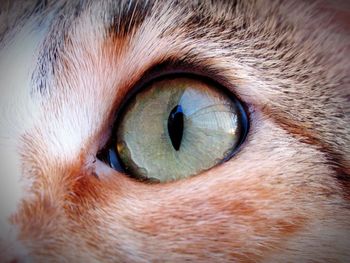 Close-up of cat eye