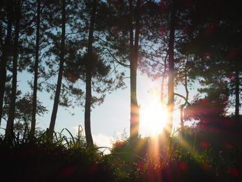 Sun shining through trees