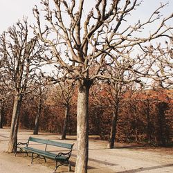 Trees against sky