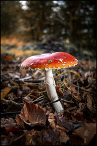 Close-up of fly agaric mushroom