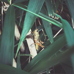 High angle view of insect on plant