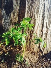 Close-up of fresh green plants