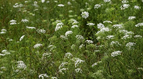 Close-up of white flowering plants on field
