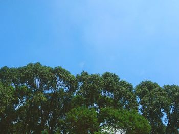 Low angle view of trees against clear blue sky