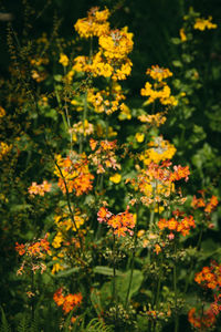 Close-up of yellow flowers blooming outdoors