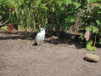 Bird perching on ground