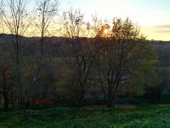 Trees on field against sky at sunset