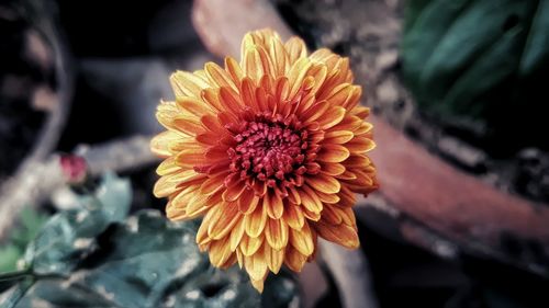 Close-up of flower blooming outdoors