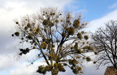 Low angle view of flowering plant against sky