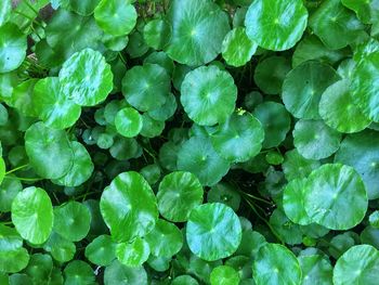 Full frame shot of fresh green leaves