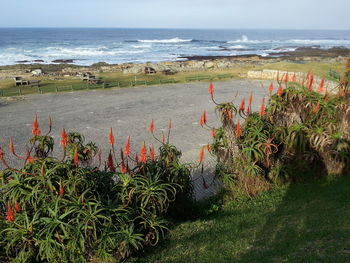 View of plants growing on beach