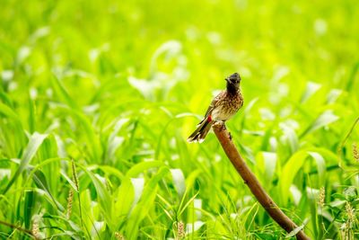 Close-up of a bird perching on a field