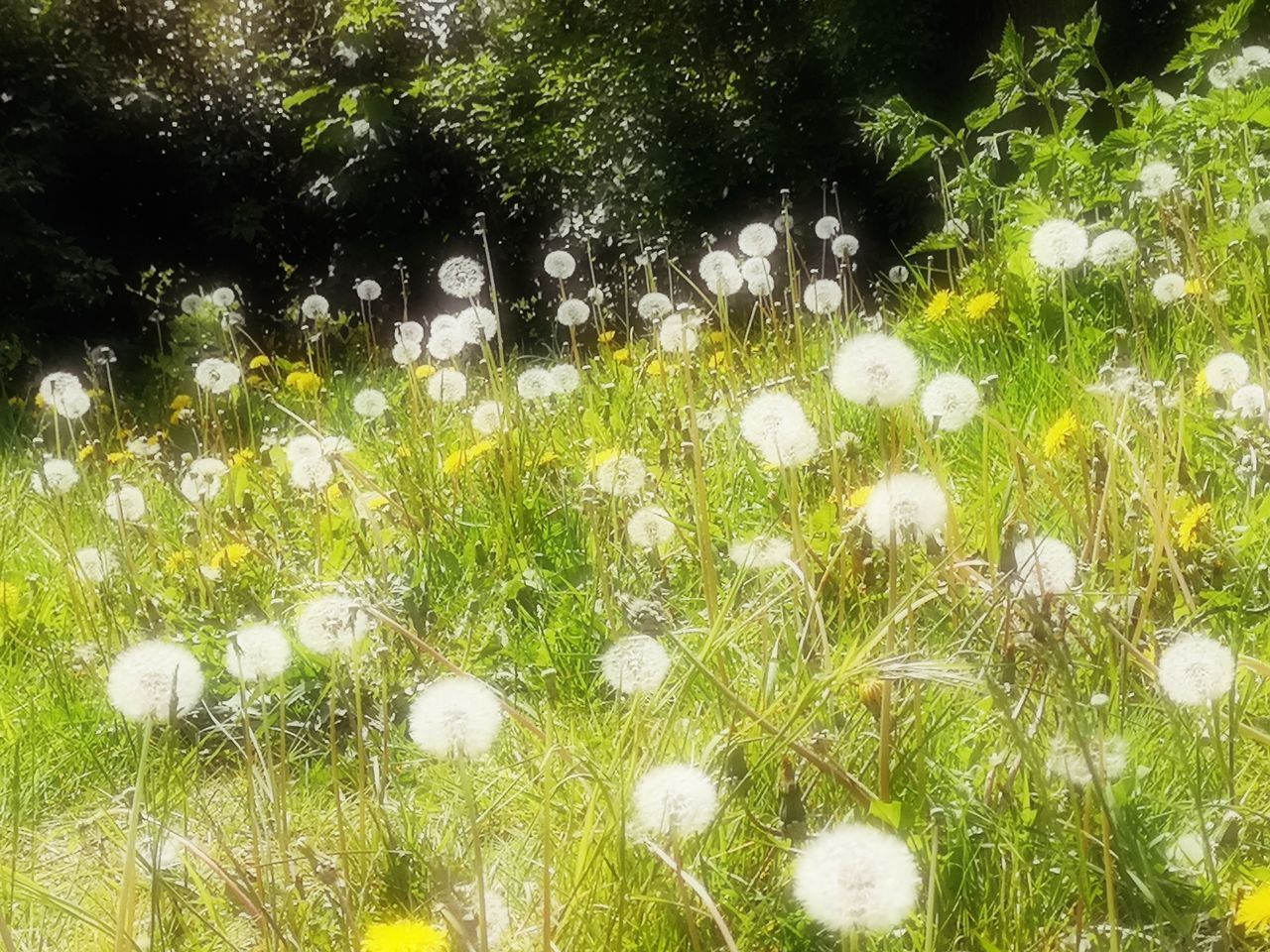 HIGH ANGLE VIEW OF WHITE FLOWERING PLANTS