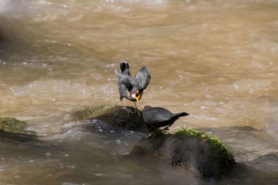 Bird swimming on lake