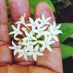 Close-up of hand holding flowers