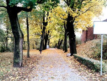 Trees in park