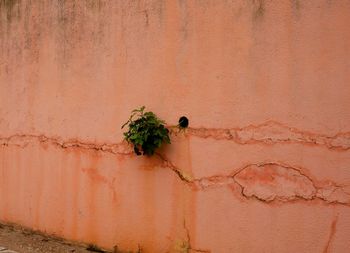 Dead plant against wall