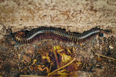 High angle view of insect on land