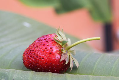 Close-up of strawberry on leaf