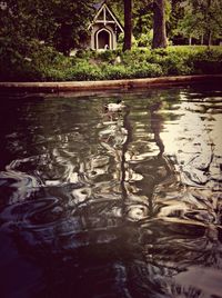 Reflection of trees in pond