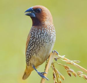 Close-up of bird perching on branch.spotted munia.