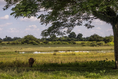 Scenic view of grassy field against sky