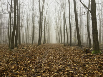 Trees in forest during autumn