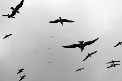 Low angle view of birds flying in sky