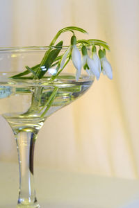 Close-up of beer in glass