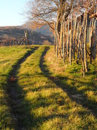 Scenic view of grassy field