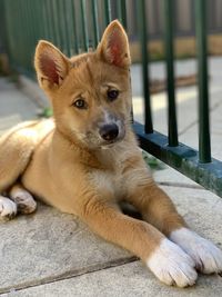 Portrait of dog resting outdoors