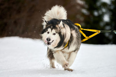 Dog in snow on field during winter