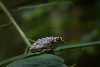 Close-up of frog on leaf