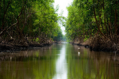 River amidst trees in forest against sky