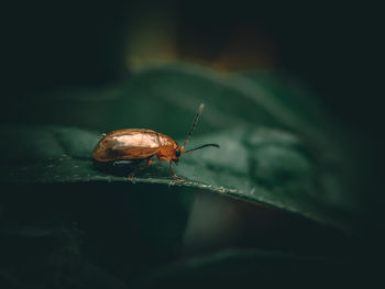 Close-up of snail