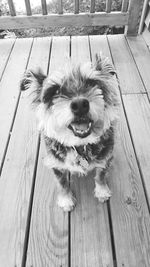 High angle portrait of dog on wood