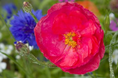 Close-up of flower blooming outdoors