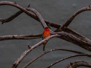 Close-up of bird perching on branch